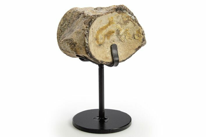 Fossil Mosasaur Vertebra w/ Metal Stand - Texas #316025